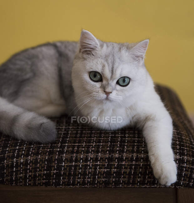 Retrato de un gatito acostado en una silla - foto de stock
