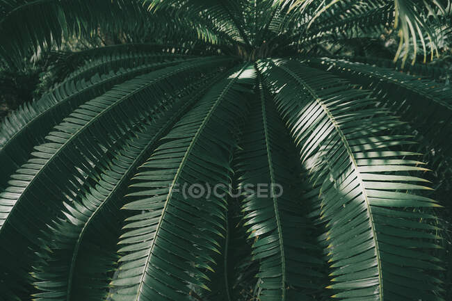 Низький кут зору пальми — стокове фото