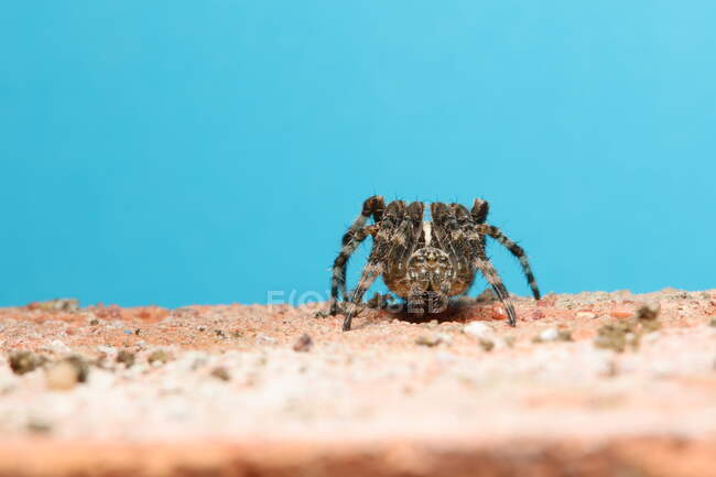 Primer plano de una araña, Reino Unido - foto de stock