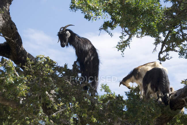 Duas cabras de cascos de lã em uma árvore de Argan, Marrocos — Fotografia de Stock
