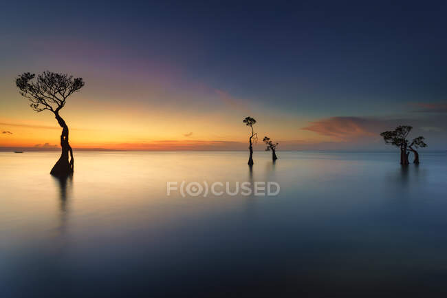 Мангроув, пляж Валакири, Восточная Сумба, Восточная Нуса Тенгара, Индонезия — стоковое фото