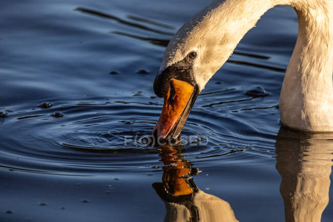 Primer plano de un cisne bebiendo en un lago, Richmond Park, Londres, Reino Unido - foto de stock
