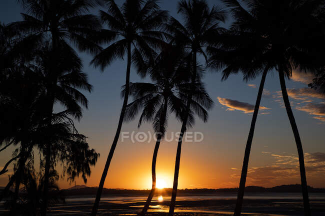 Palme sulla spiaggia al tramonto, Queensland, Australia — Foto stock