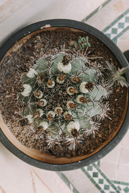 Overhead view of a cactus plant — Stock Photo