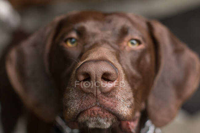 Portrait of a German short-haired pointer dog — Stock Photo