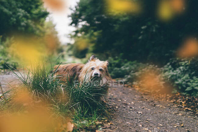 Chorkie perro caminando en el bosque - foto de stock