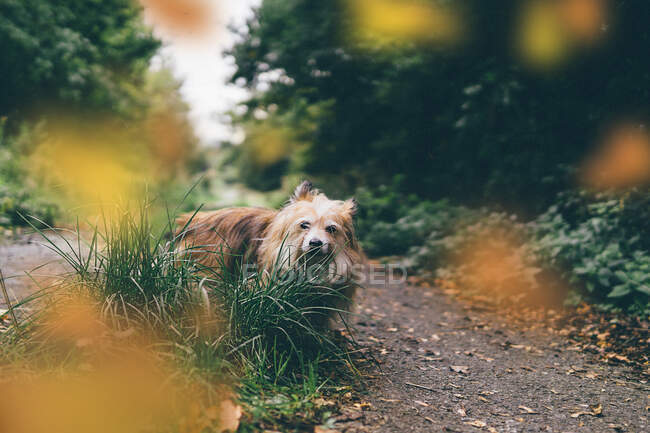 Chien Chorkie marchant dans la forêt — Photo de stock