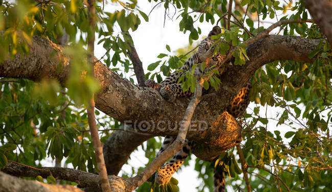 Детеныш леопарда лежит на дереве, Южная Африка — стоковое фото