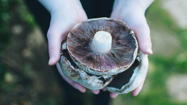 Frau hält frische Pilze in der Hand — Stockfoto