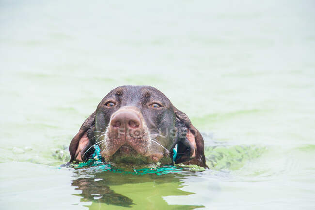 German shorthaired pointer swimming in the ocean, Untied States — Stock Photo