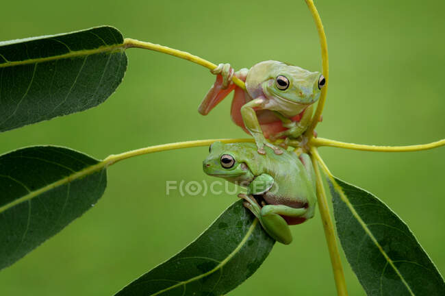 Two dumpy tree frogs on a plant, Indonesia — Stock Photo