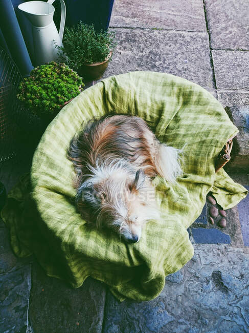 Vue surélevée du chien chorkie endormi dans un lit de chien — Photo de stock