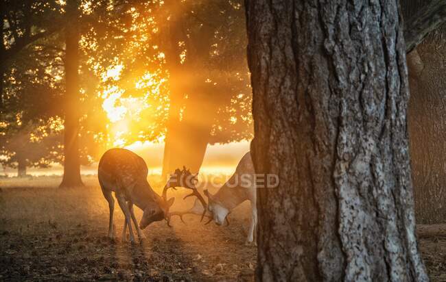 Zwei Hirsche kämpfen bei Sonnenuntergang, Bushy Park, Richmond upon Thames, Vereinigte Staaten — Stockfoto