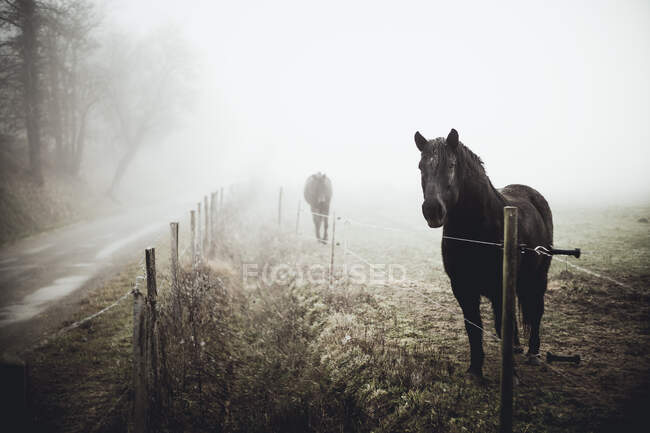 Dois cavalos em pé em um campo na névoa, França — Fotografia de Stock