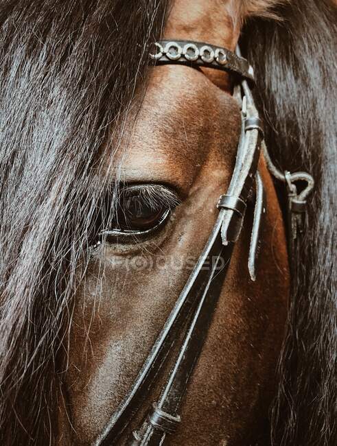 Close-up de um cavalo dole norueguês, Noruega — Fotografia de Stock