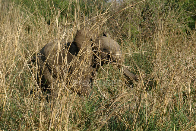 Vitello elefante nella boscaglia, Limpopo, Provincia del Nord, Sud Africa — Foto stock