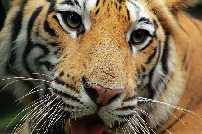 Retrato de un tigre de Sumatra, Indonesia - foto de stock