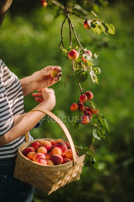 Женщина собирает абрикосы в своем саду, Сербия — стоковое фото