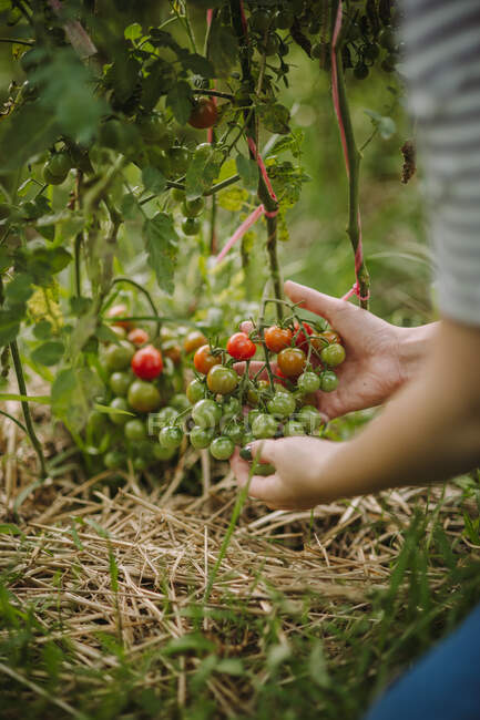 Mulher verificando tomates cereja crescendo em sua horta, Sérvia — Fotografia de Stock