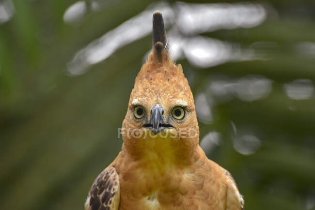 Retrato de uma águia-falcão Javan, Indonésia — Fotografia de Stock