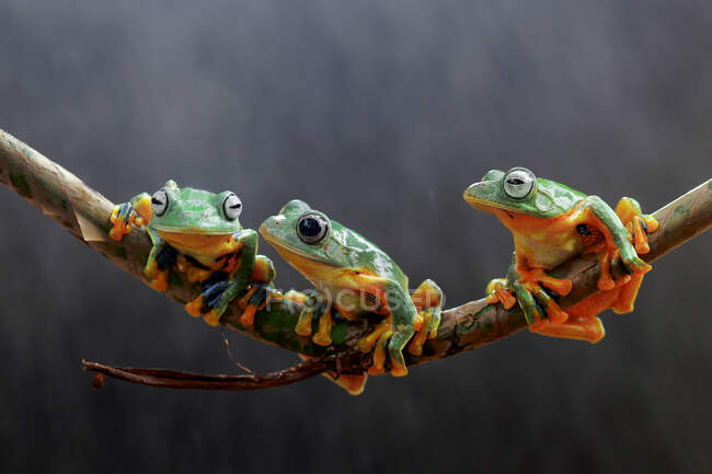 Trois grenouilles volantes de Wallace sur une branche, Indonésie — Photo de stock