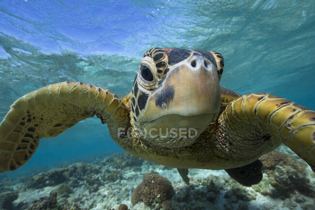 Portrait d'une tortue de mer nageant au-dessus d'un récif corallien, île Lady Elliot, Grande Barrière de Corail, Queensland, Australie — Photo de stock