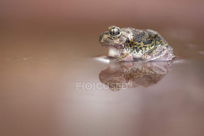 Wild Sudell 's Frog (Neobatrachus sudelli) sentado en charco fangoso, Nueva Gales del Sur, Australia - foto de stock
