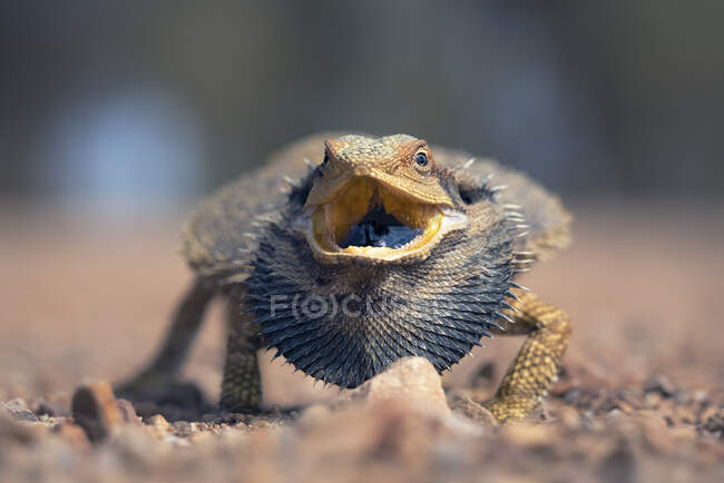 Dragón barbudo oriental (Pogona barbata) con la boca abierta, Australia - foto de stock
