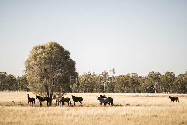 Pferdeherde im Outback, Queensland, Australien — Stockfoto