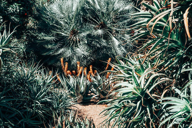 Kaktuspflanzen wachsen in einem Garten, Spanien — Stockfoto