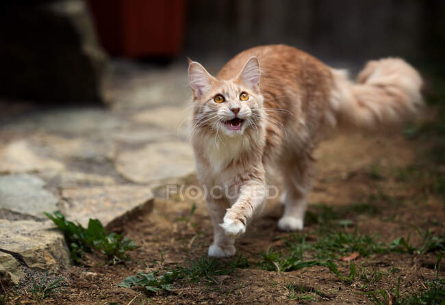 Maine Coon chaton marche dans le jardin, Irlande — Photo de stock