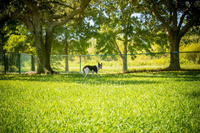 Border collie dog standing in a dog park, Estados Unidos - foto de stock