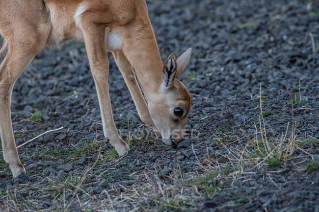 Dik Dik Antelope pastoreio, Estados Unidos — Fotografia de Stock