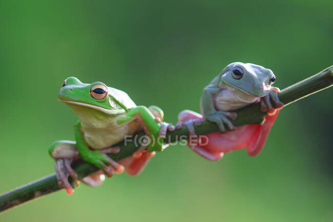 Two Dumpy tree frogs on a branch, Indonesia — Stock Photo