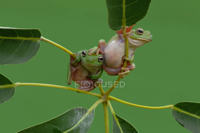 Two dumpy tree frogs on a plant, Indonesia — Stock Photo