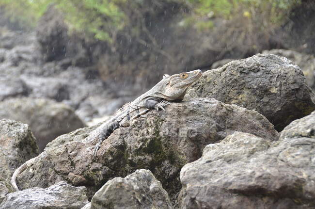 Iguana sur les rochers à la plage, Costa Rica — Photo de stock