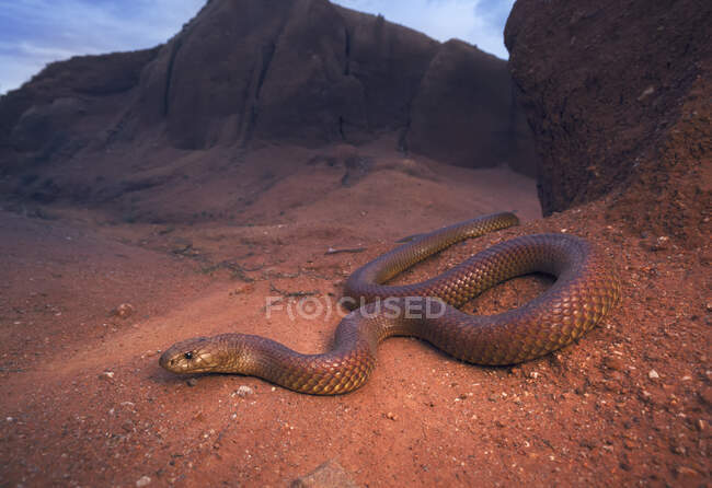 Serpente bruno reale (Pseudechis australis), Australia — Foto stock