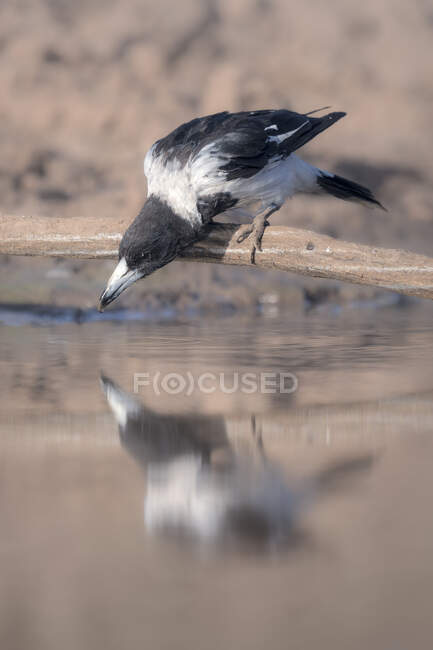 Pied butcherbird (Cracticus nigrogularis) сидів на гілці, що п 