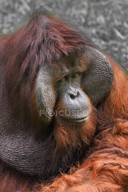 Retrato de un orangután masculino, Indonesia - foto de stock