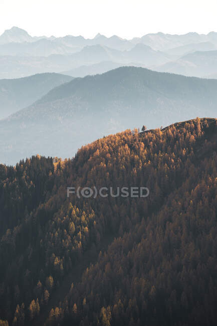 Forêt de mélèzes d'automne dans les Alpes autrichiennes, Salzbourg, Autriche — Photo de stock