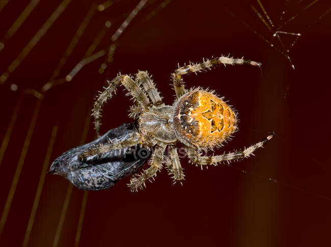 Orb Weaver Spider Capturing Horsefly, Arizona, Stati Uniti — Foto stock