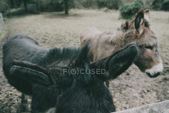 Donkeys standing in a field — Stock Photo
