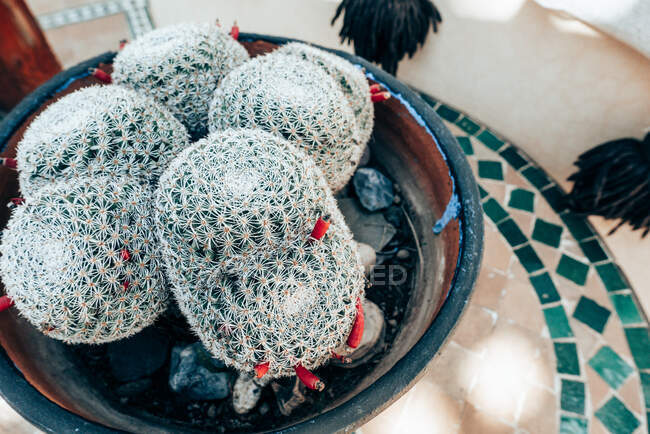Primer plano de los cactus que crecen en un plato - foto de stock