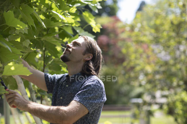 Uomo in piedi in un giardino tagliare le piante, Germania — Foto stock
