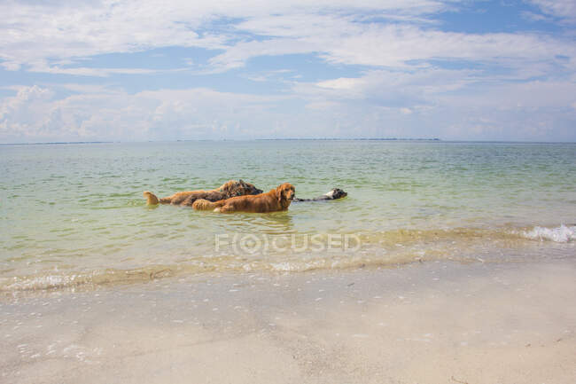 Três cães caminhando no oceano, Untied States — Fotografia de Stock