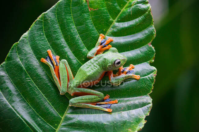 Літаюча жаба Уоллеса на листі, Індонезія. — стокове фото