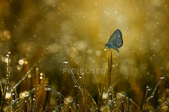 Mariposa sobre una hoja de hierba, Indonesia - foto de stock