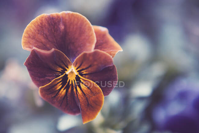 Primer plano de la flor de naranja pansy - foto de stock