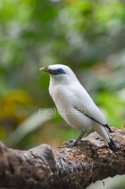 Bali Starling on a branch, Indonesia — Stock Photo