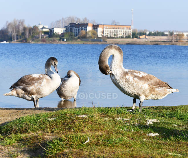 Tres cisnes que se preparan junto a un lago, Lituania - foto de stock